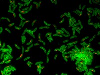 /album/lfgb-usp/gitai-cells-jpg/